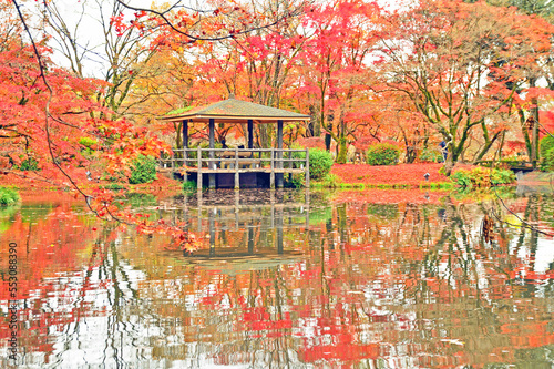 Autumn leaves in Kyoto Botanical Gardens in Kyoto City, Japan