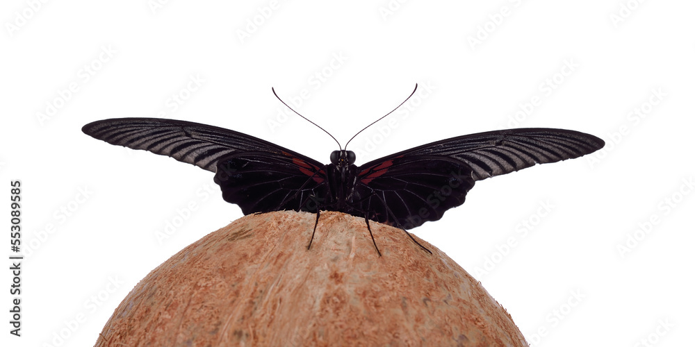 Obraz premium Black butterfly on a white background