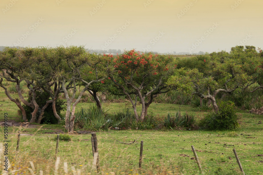 trees in region in uruguay trees in region in uruguay
