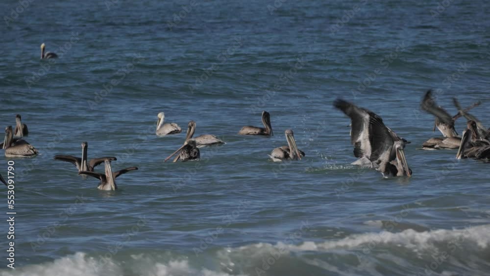 American pelicans fishing off the coast of California American pelicans fishing off the coast of California