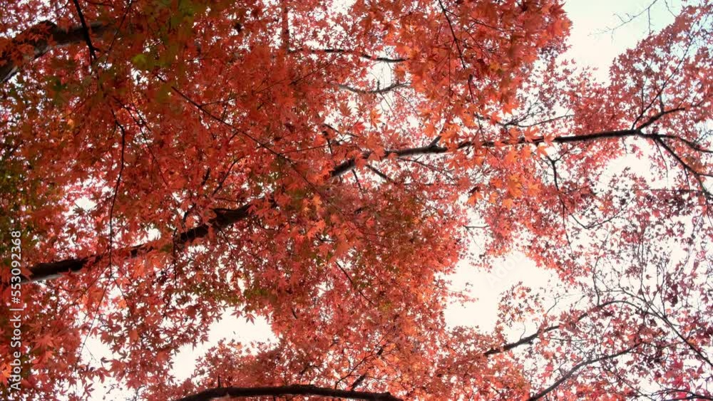 Close up of autumn colorful leaves blowing by the wind. Nature concept Close up of autumn colorful leaves blowing by the wind. Nature concept