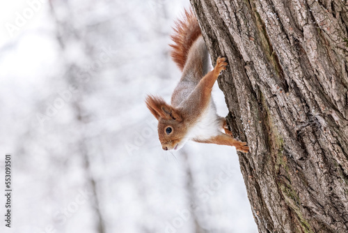 curious red squirrel on tree trunk with blurred forest in background