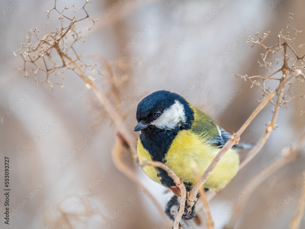 Obraz premium Cute bird Great tit, songbird sitting on a branch without leaves in the autumn or winter.