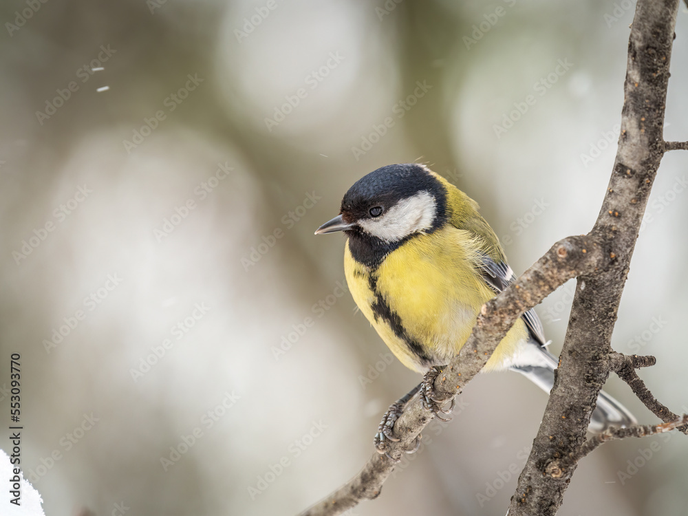 Obraz premium Cute bird Great tit, songbird sitting on a branch without leaves in the autumn or winter.