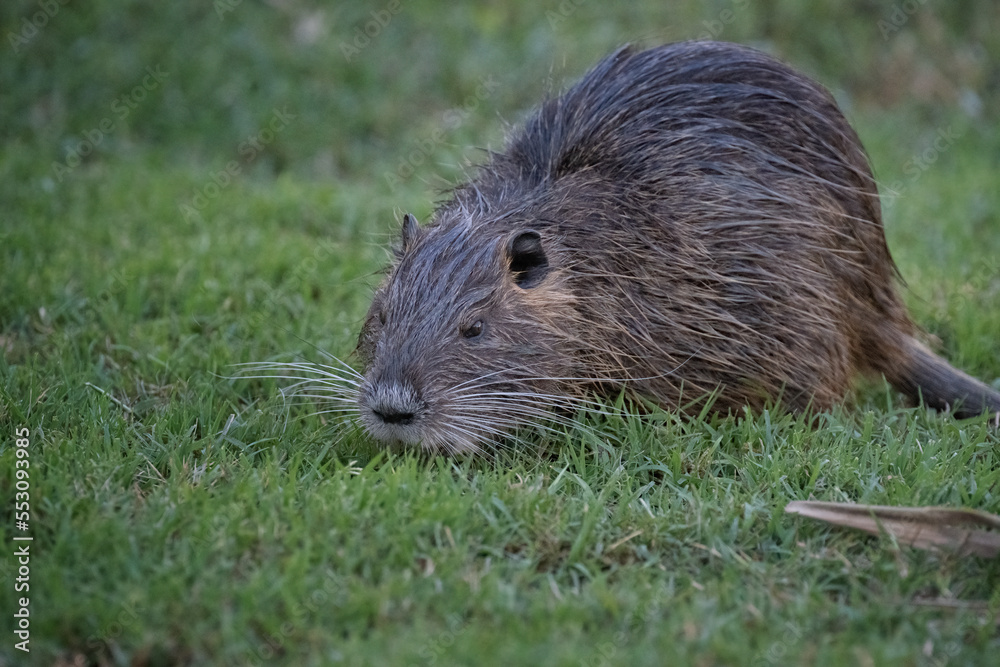 Muskrat out of the pond and in the grass Muskrat out of the pond and in the grass