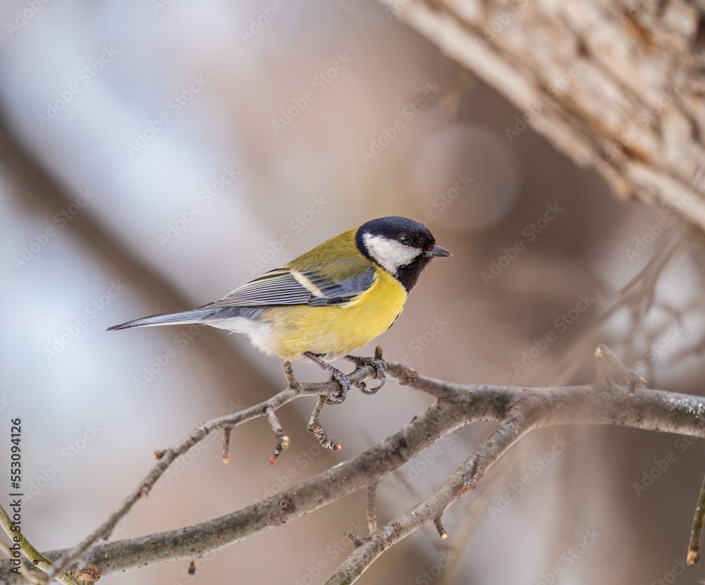 Obraz premium Cute bird Great tit, songbird sitting on a branch without leaves in the autumn or winter.