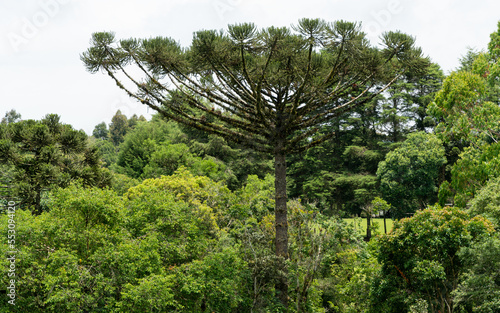 Floresta umbrófila umida, com destaque à arvore araucária ou Pinheiro do Paraná photo
