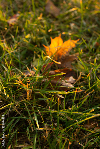 Green grass with yellow leaves close up in sunset light in autumn