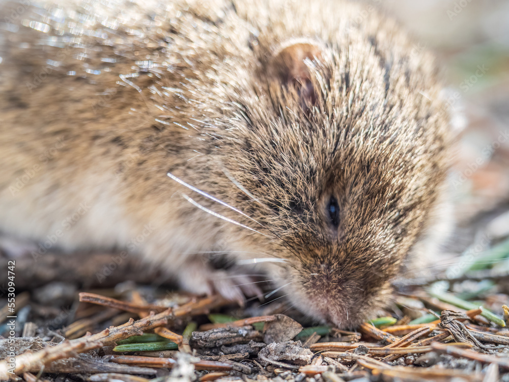 A closeup of a Common vole, Microtus arvalis, on the ground with a blurry background A closeup of a Common vole, Microtus arvalis, on the ground with a blurry background