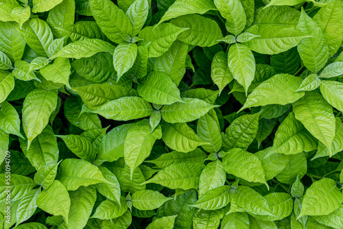 leaf texture green leaves Background, foliage nature