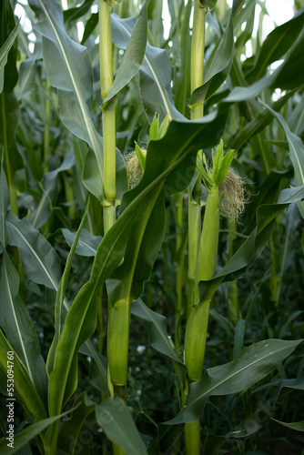 Agricultural land of green corn farm. Corn stalks close up. cultivated fields. Wallpaper. Minimalist landscape. The beauty of the earth. The cob of corn.