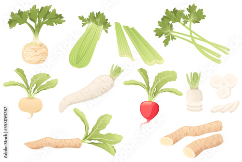 Set of white daikon and radish root with green stem cartoon vegetable plant vector illustration isolated on white background