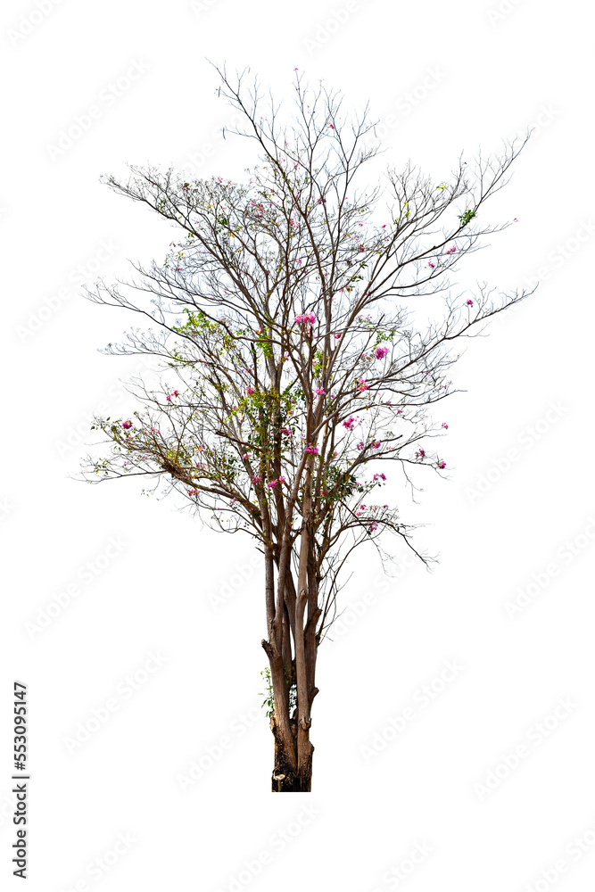Obraz premium Tree without leaves Black trunk and branches. (autumn) and pink and red flowering tree and green leaves. Isolated on white background. (png)