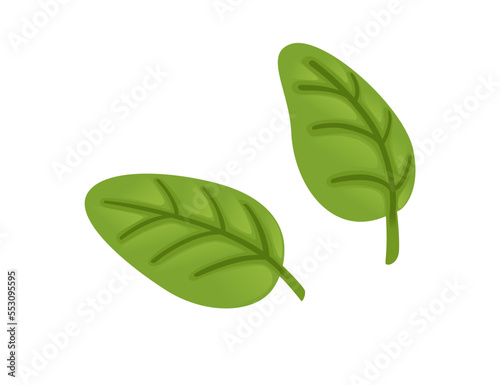 Bright green colored oregano leaves spice vegetable fresh healthy food vector illustration isolated on white background