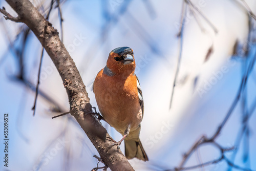 Common chaffinch, Fringilla coelebs, sits on a tree. Common chaffinch in wildlife. photo