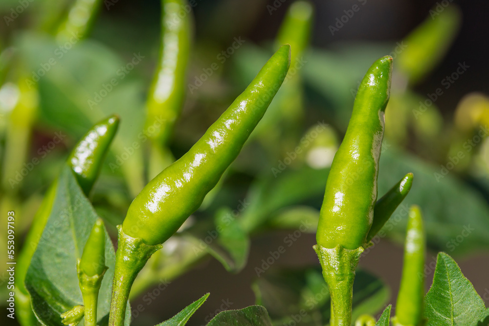 small green chillies also known as Capsicum annuum (chilli peppers) and Capsicum frutescens growing on tree. small green chillies also known as Capsicum annuum (chilli peppers) and Capsicum frutescens growing on tree.