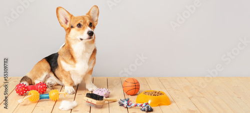 Canvas Print Cute dog with different pet accessories on floor against light background