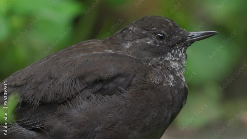 Close-up of a brown dipper (Cinclus pallasii) blinking showing its white eyelids Close-up of a brown dipper (Cinclus pallasii) blinking showing its white eyelids