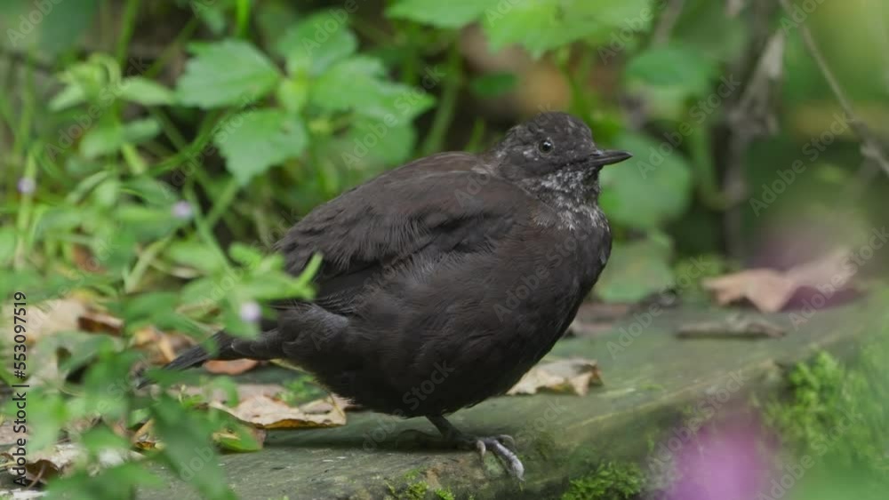 Brown dipper (Cinclus pallasii) puffing up and balancing on one leg to conserve body warmth, green background Brown dipper (Cinclus pallasii) puffing up and balancing on one leg to conserve body warmth, green background