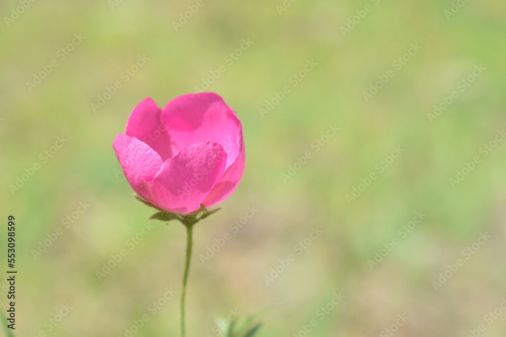 Flor rosa tulipan, fondo verde, espacio para letras, saludos, día de la madre, cumpleaños 