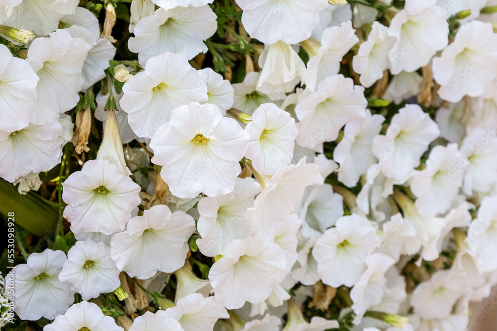 Beautiful white flowers blooming outdoors, closeup Beautiful white flowers blooming outdoors, closeup