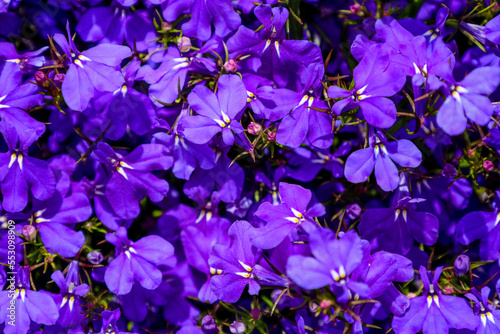 Beautiful purple flowers blooming outdoors, closeup