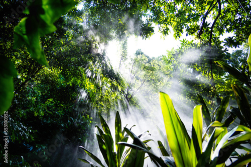 Morning sun beams in a rainforest