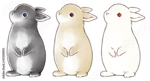 rabbit3