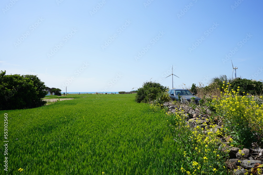 green barley field in gapado island green barley field in gapado island