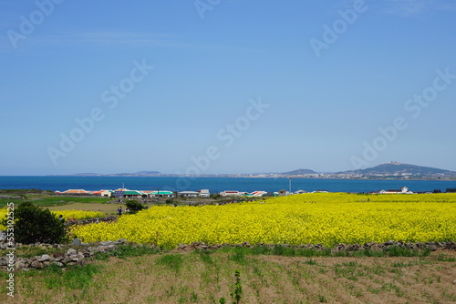 rape blossom field in gapado island photo