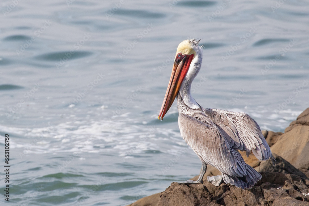 Brown Pelican in Abalone cove on the central coast of Cambria California United States Brown Pelican in Abalone cove on the central coast of Cambria California United States
