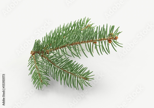 Green Christmas branches on white background