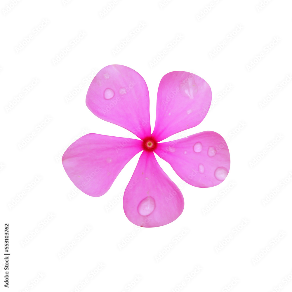 periwinkle, geranium, flower periwinkle, geranium, flower