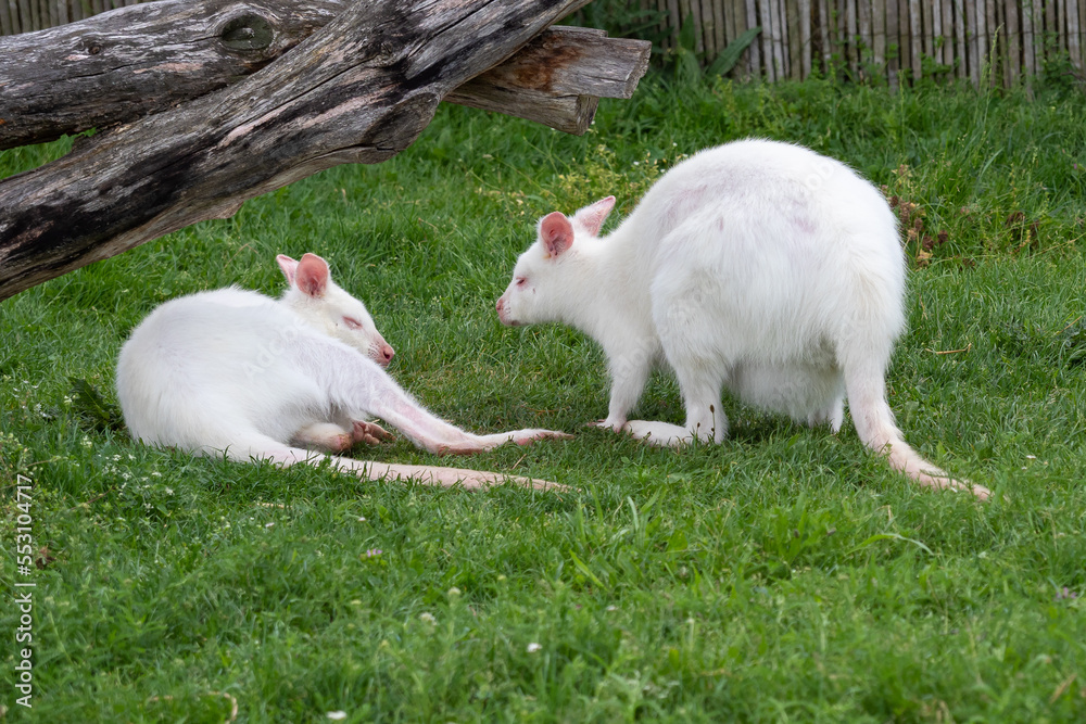 White kangaroo Macropus rufogriseus on the green grass. Albino kangaroo White kangaroo Macropus rufogriseus on the green grass. Albino kangaroo