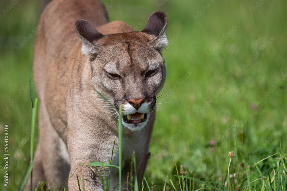 Fototapeta premium Cougar or mountain lion (Puma concolor)