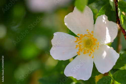 Close-up of a dog rose  Rosa canina  with green leaves