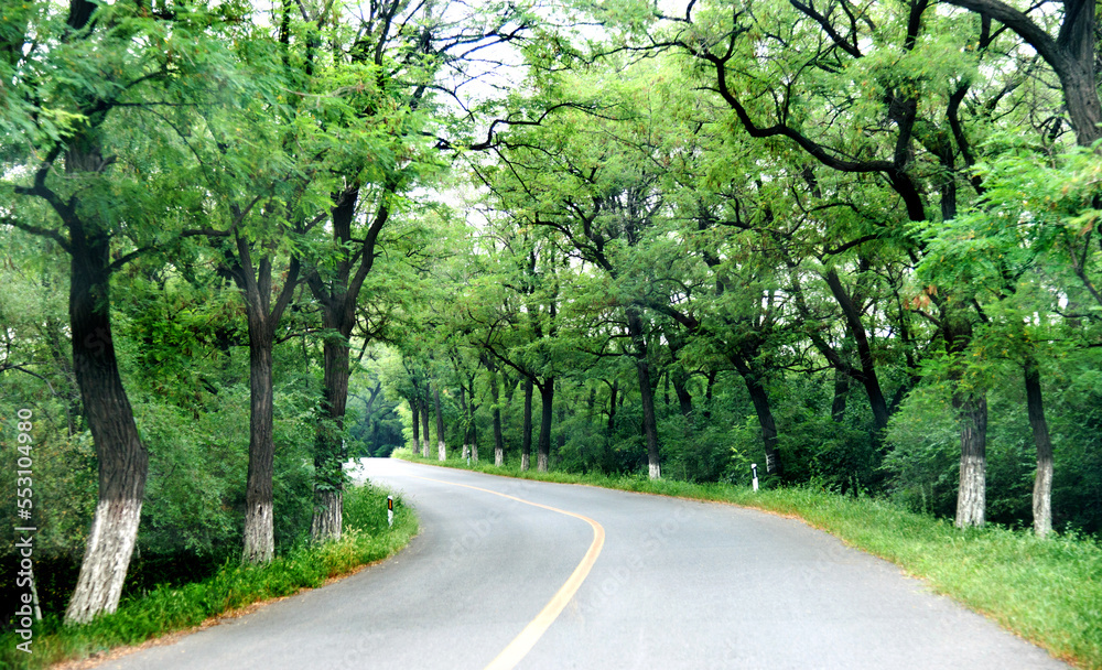 Asphalt curvy road through the deep forest