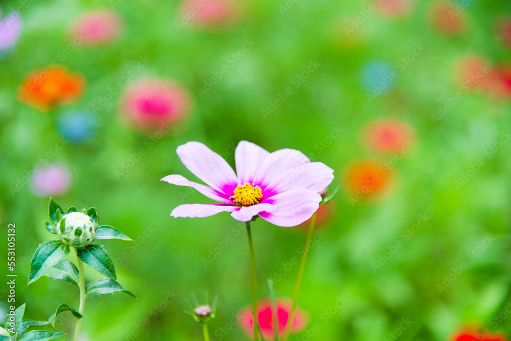 Beautiful galsang flowers on the grassland