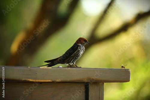 bird