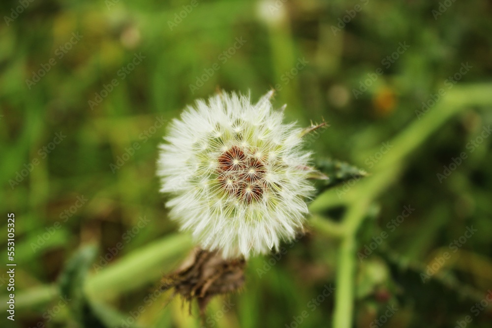 dandelion dandelion