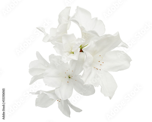 Azaleas flowers with leaves, White flowers isolated on white background with clipping path 