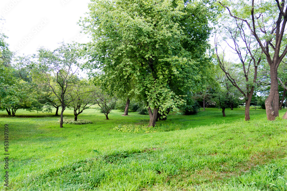 Landscape of grass field and green trees Landscape of grass field and green trees