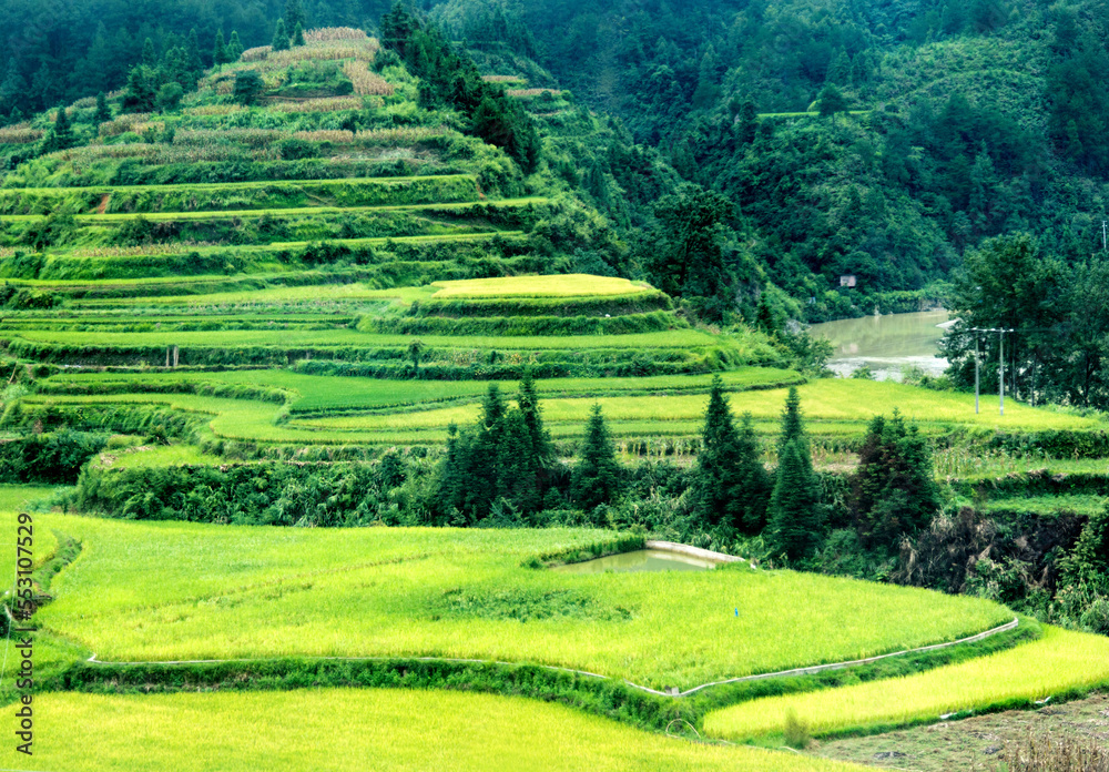 Terrace rice field in China Terrace rice field in China