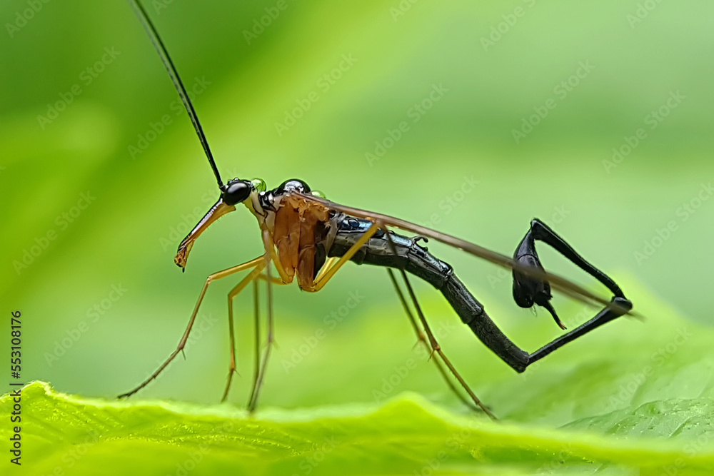 Fototapeta premium Scorpion fly on leaf