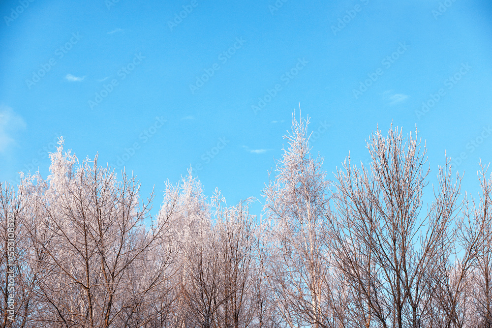 Winter atmospheric landscape with frost-covered dry plants during snowfall. Winter Christmas background Winter atmospheric landscape with frost-covered dry plants during snowfall. Winter Christmas background