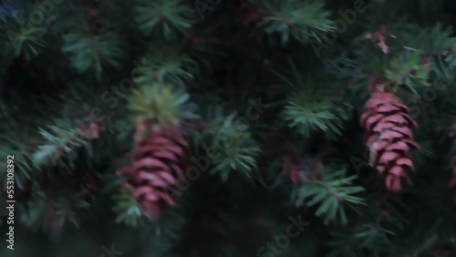 Closeup of pine cones that sway slowly in the green pine tree.