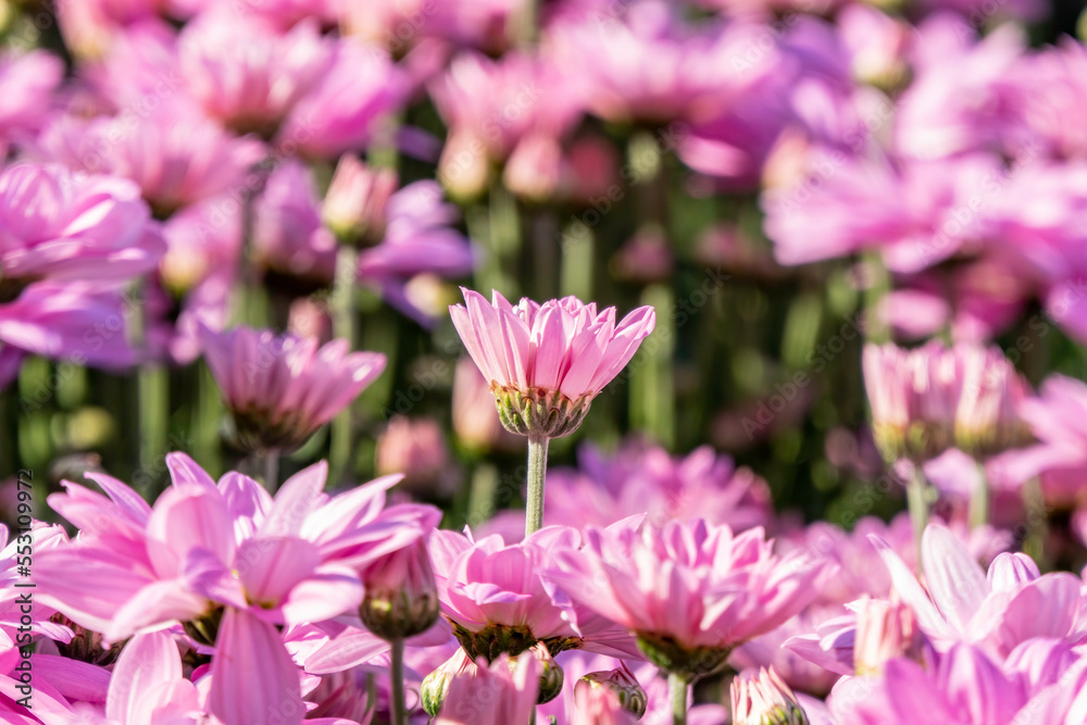 Delicate pink chrysanthemum flowers close-up. Selective focus.