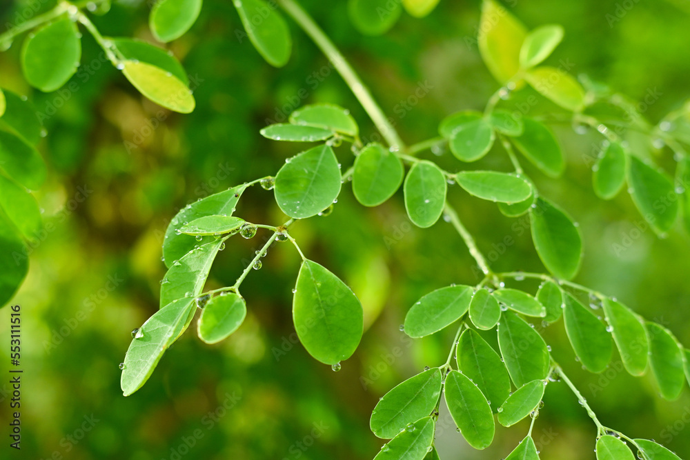 leaves leaves