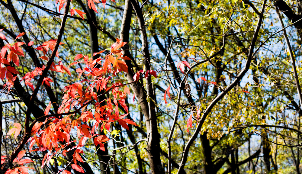 Fall foliage in the autumn season
