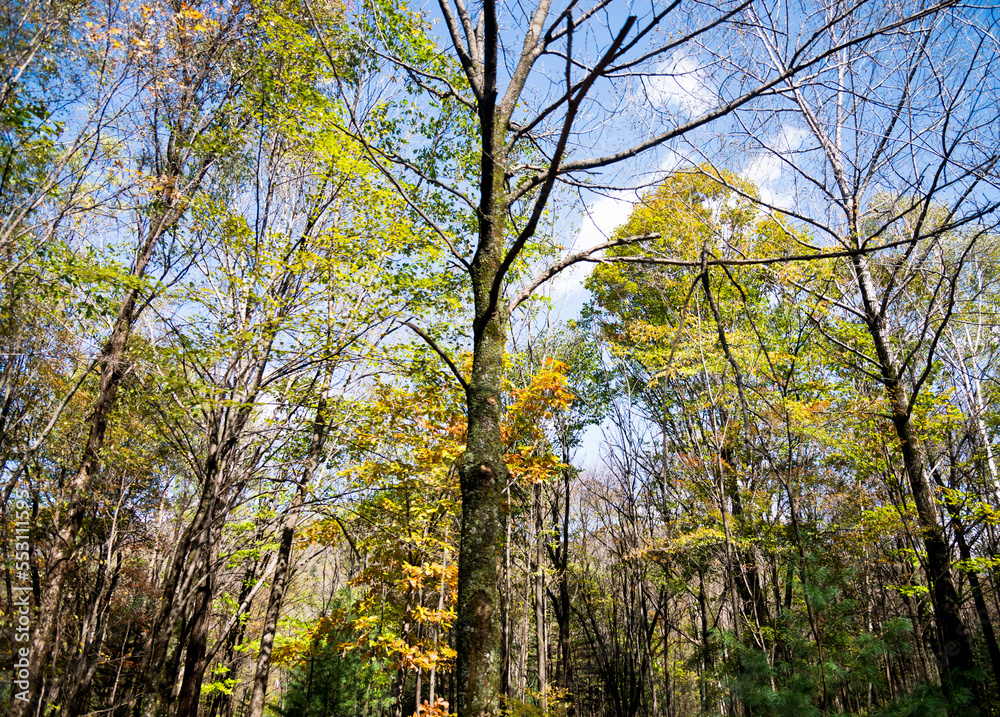 Nature landscape with colorful trees in early autumn Nature landscape with colorful trees in early autumn